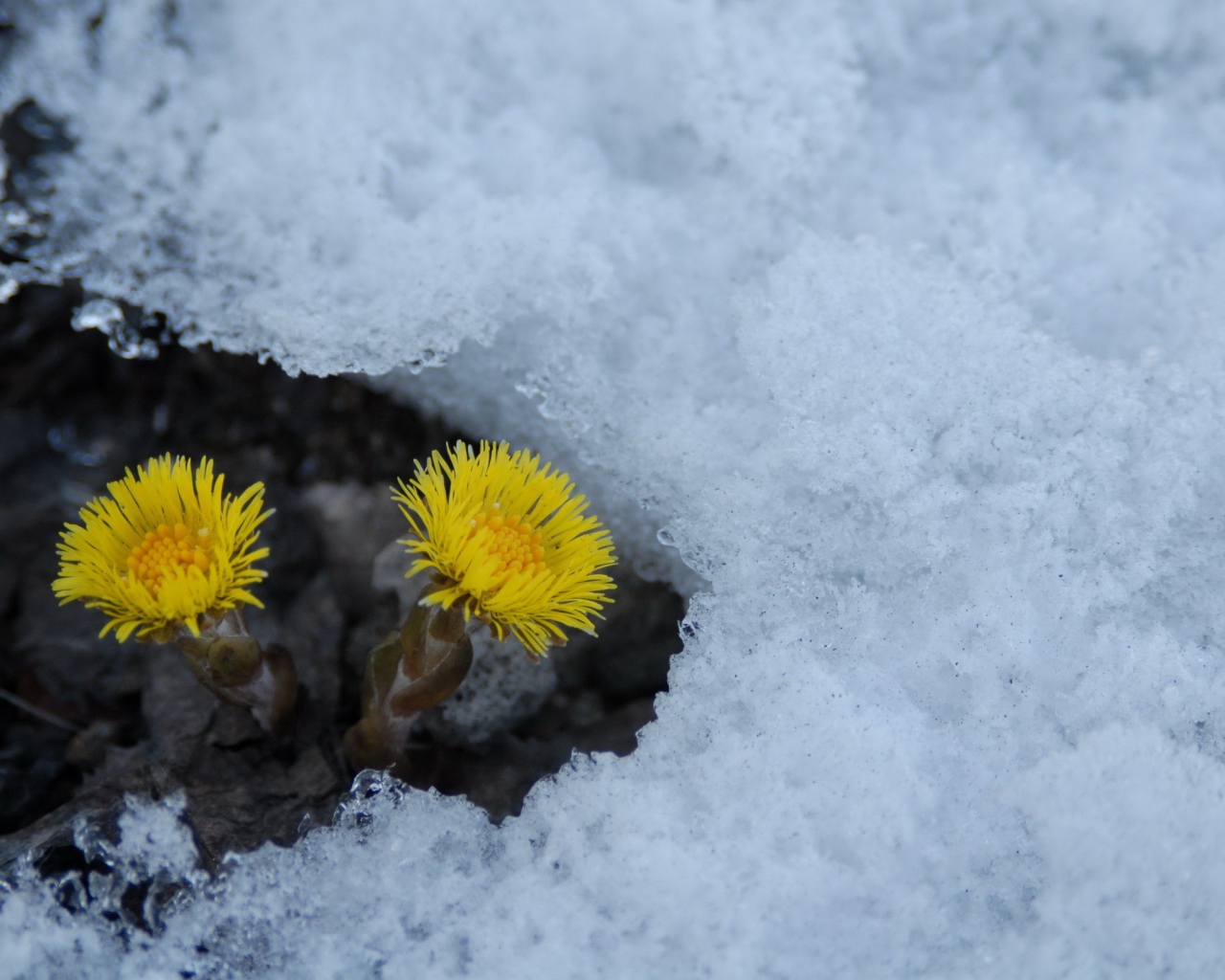 Расцвел цветок мать и мачеха