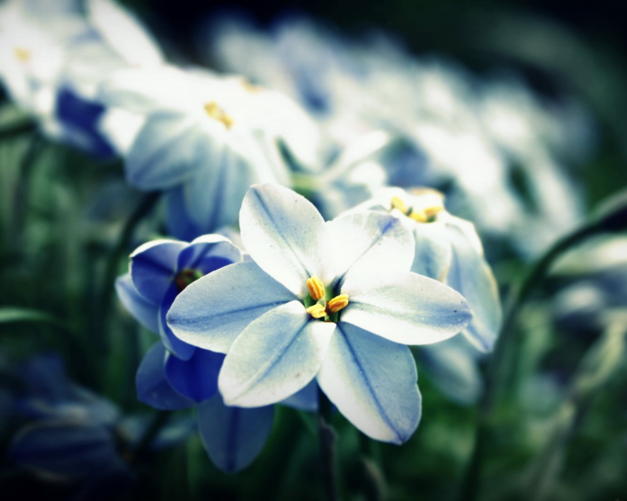 	 Blue-white flowers