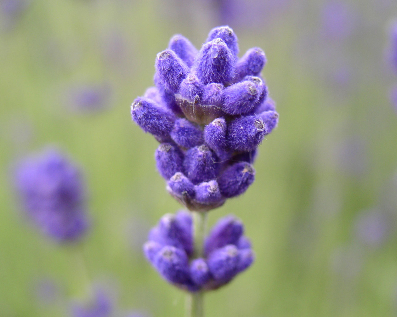 Синие пушистые цветы