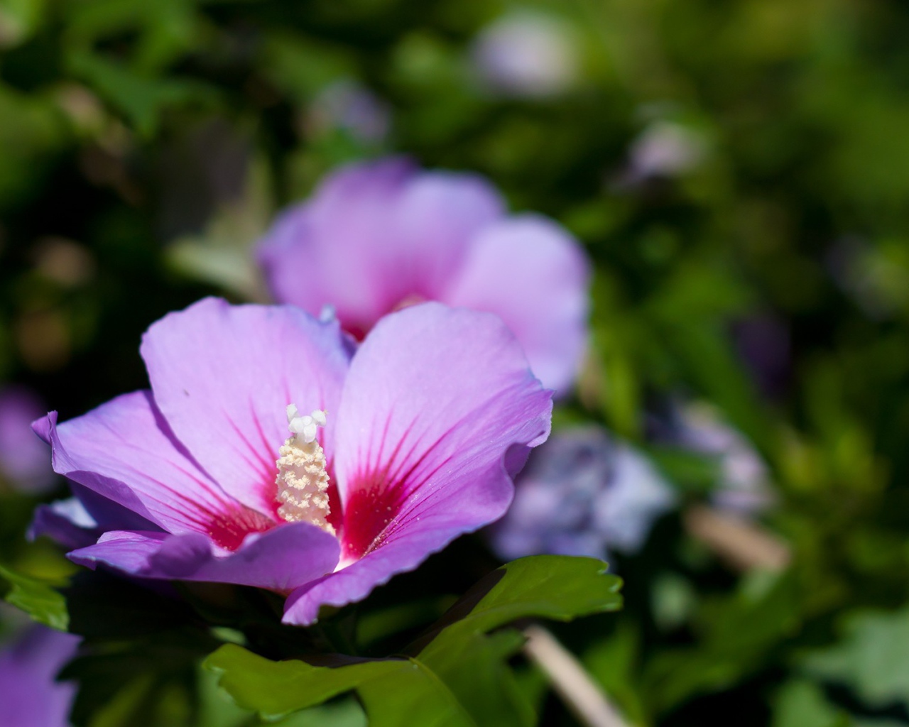 Сине розовый цветок