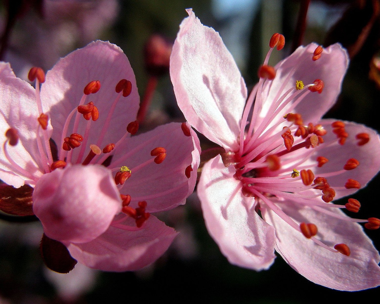 Цветы вишни