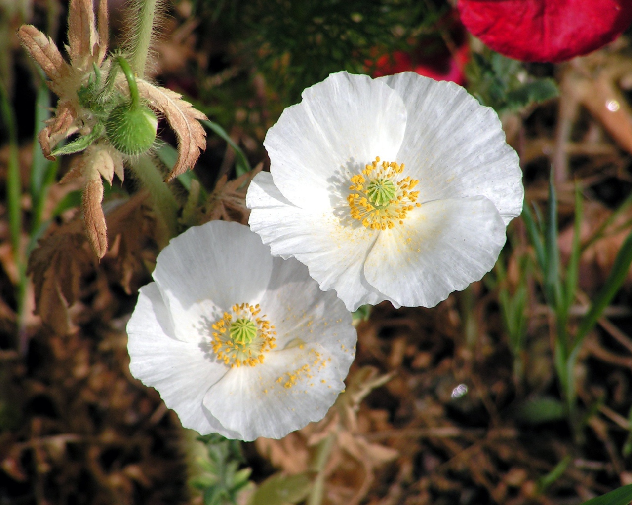 Нежные белые цветы