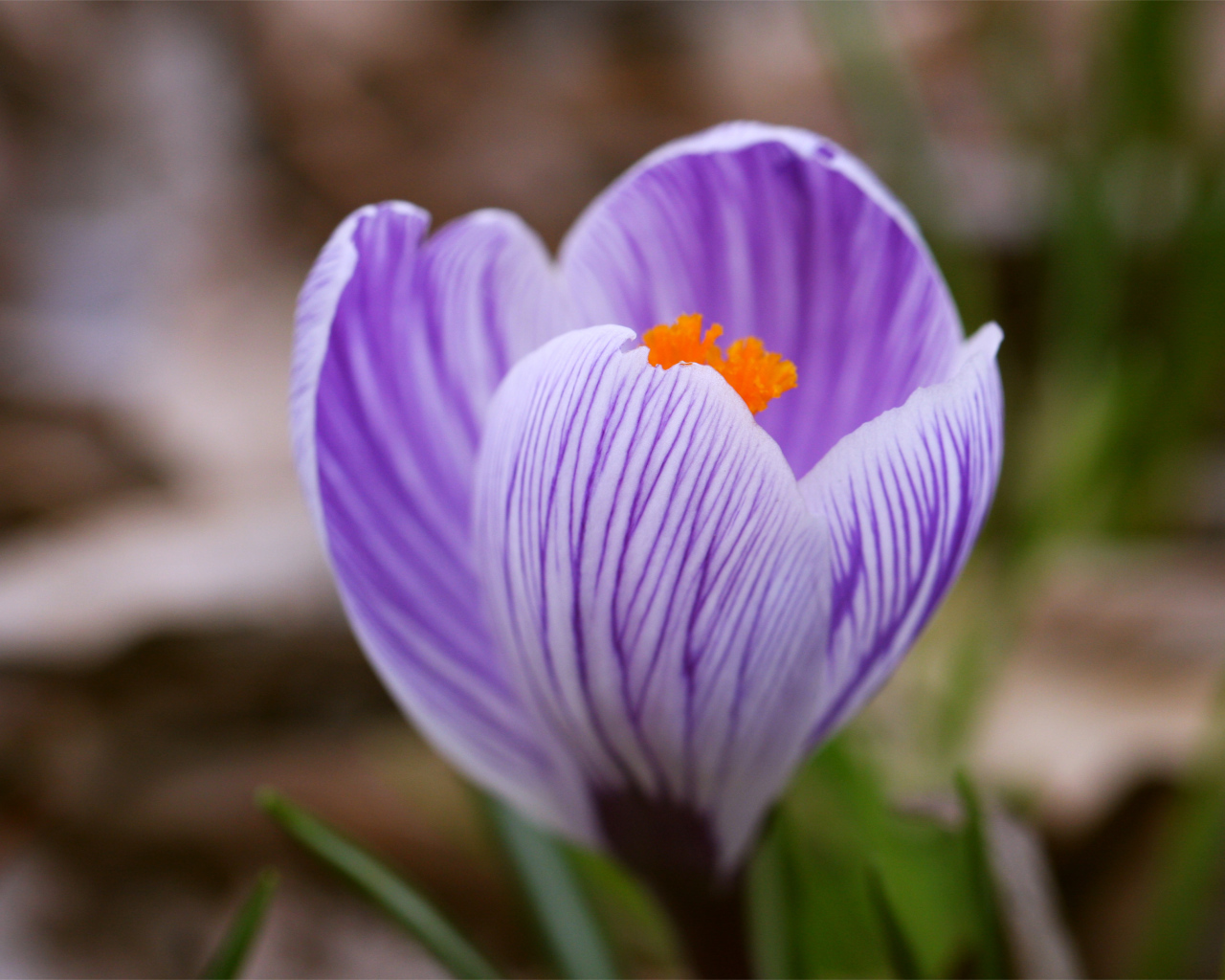 Цветок Сиреневый крокус