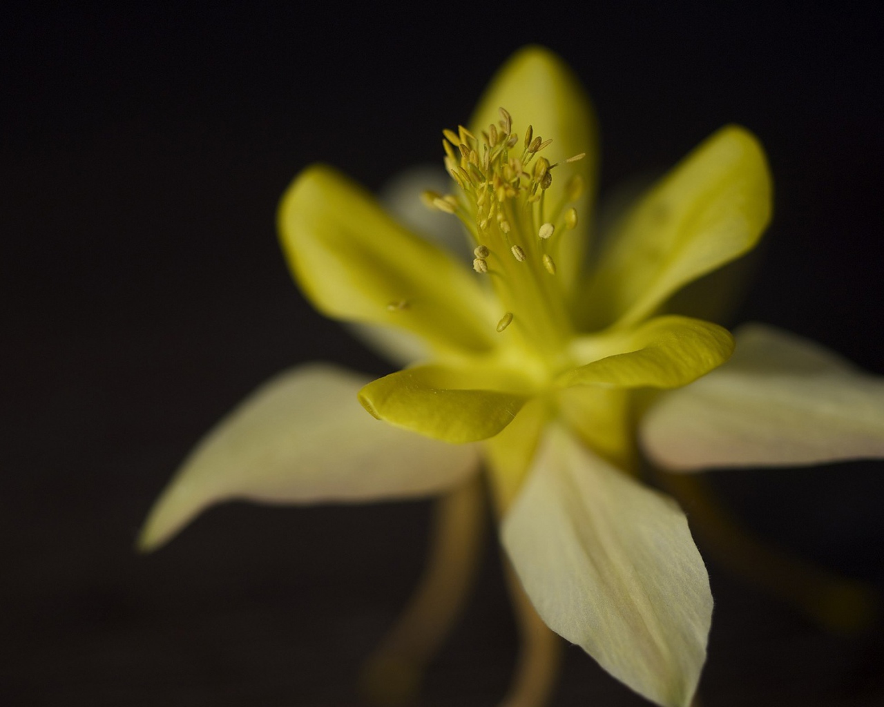 Цветок крупным планом