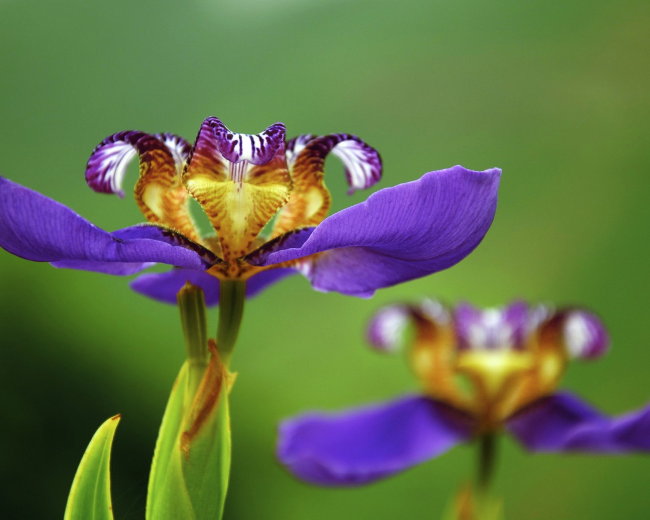 Цветок макро