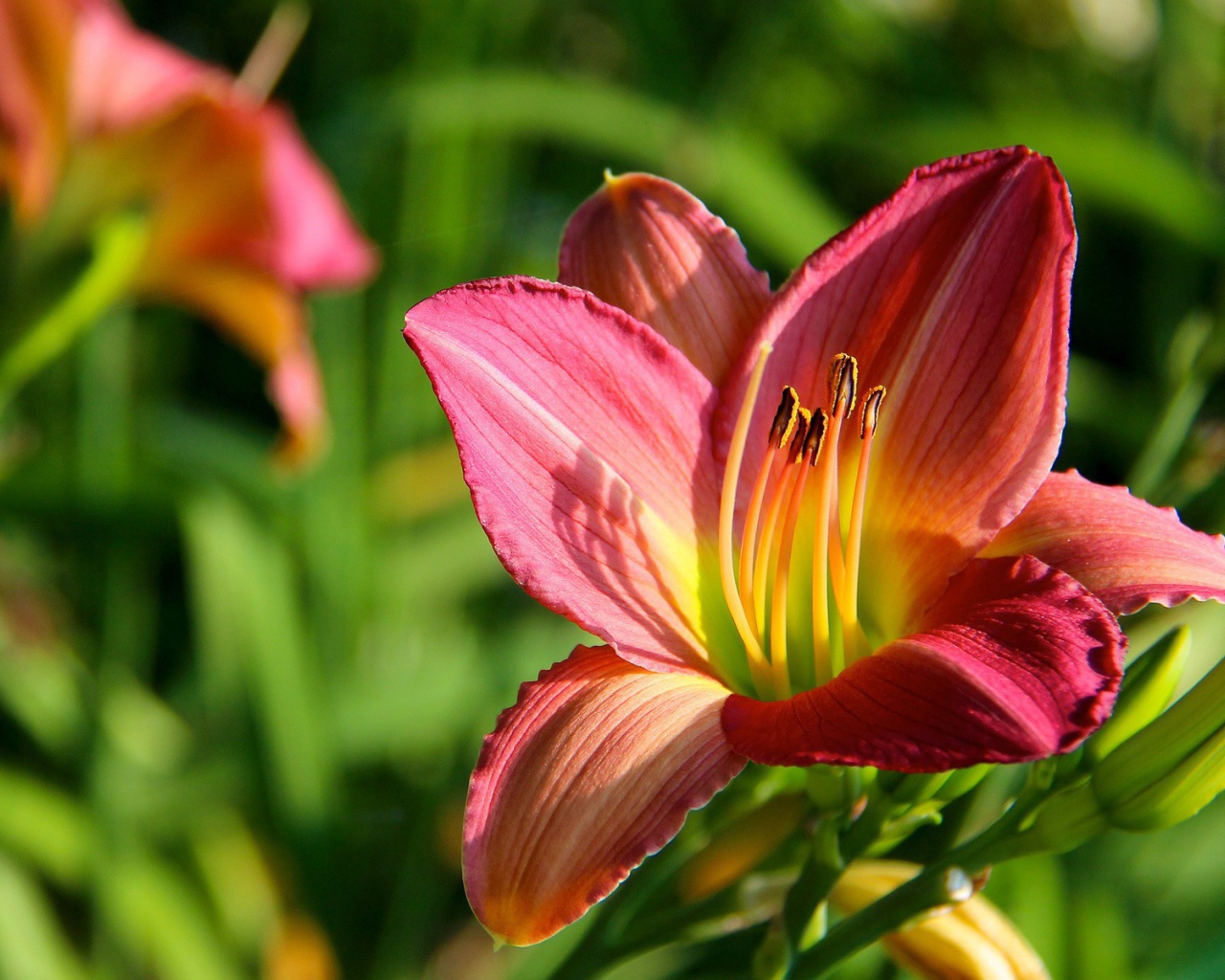 Цветок с тычинками