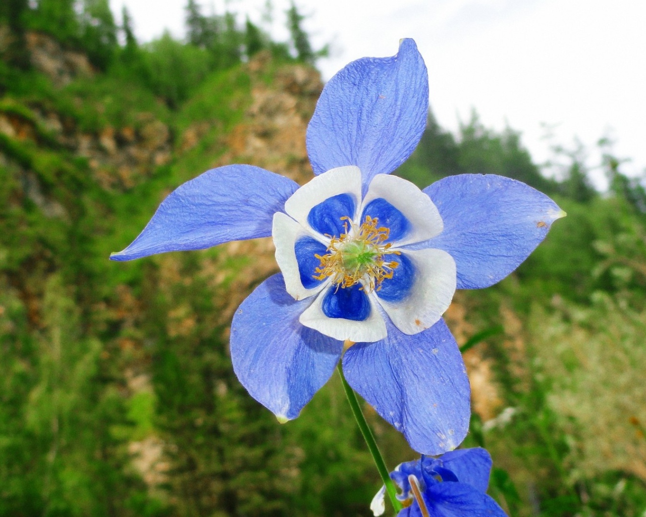 	 Flower with blue-white petals