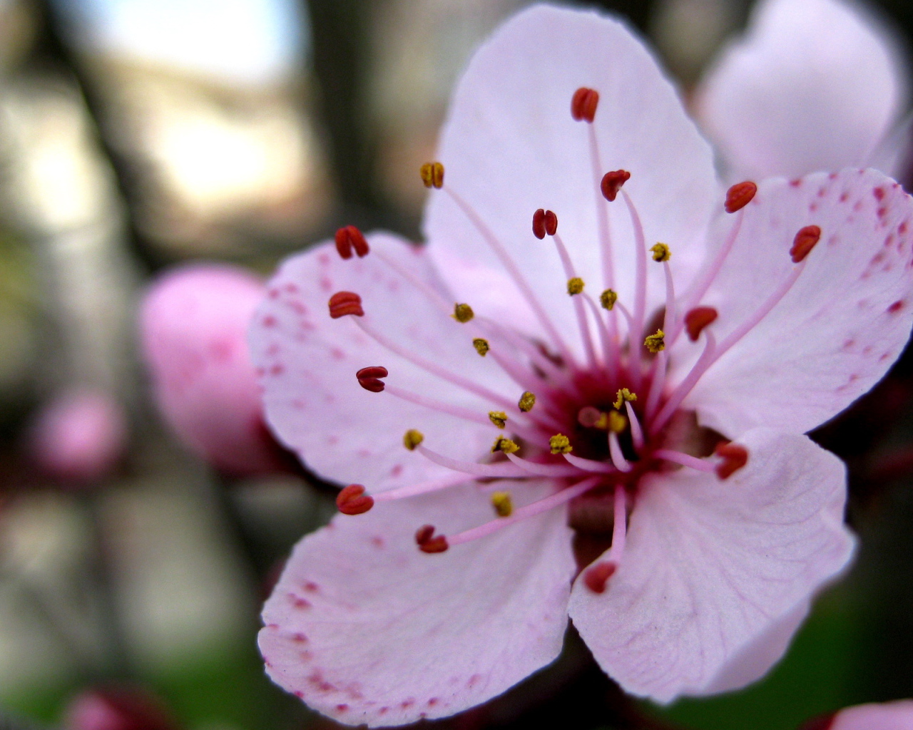 Увеличенный цветок вишни