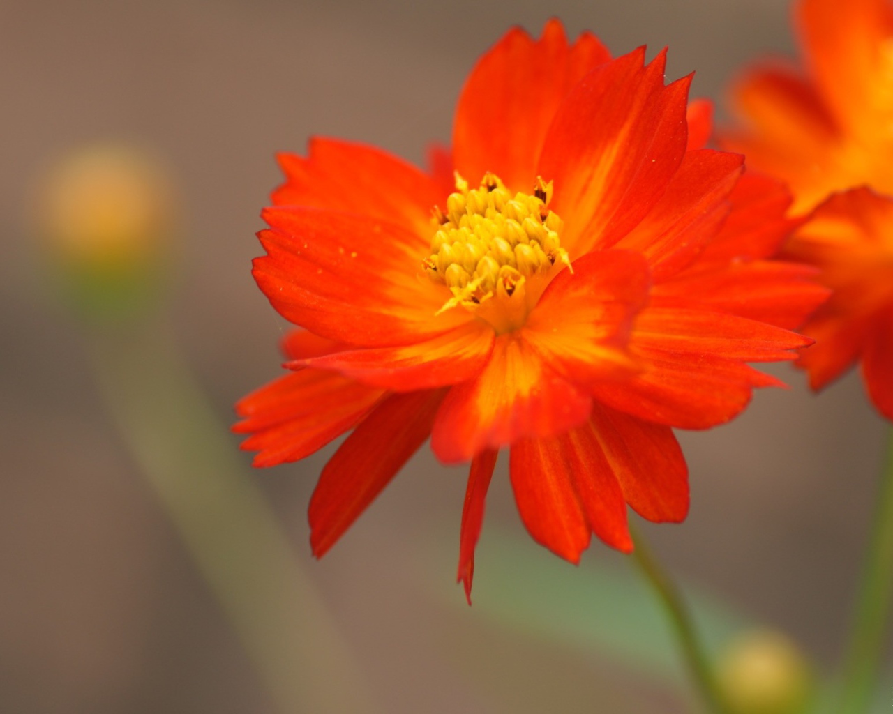 Оранжево желтый цветок