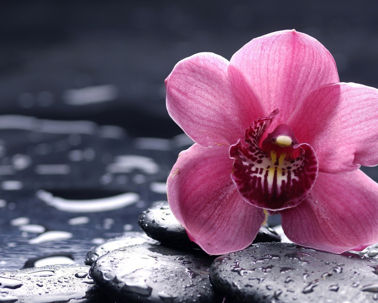 Орхидея на мокрых камнях