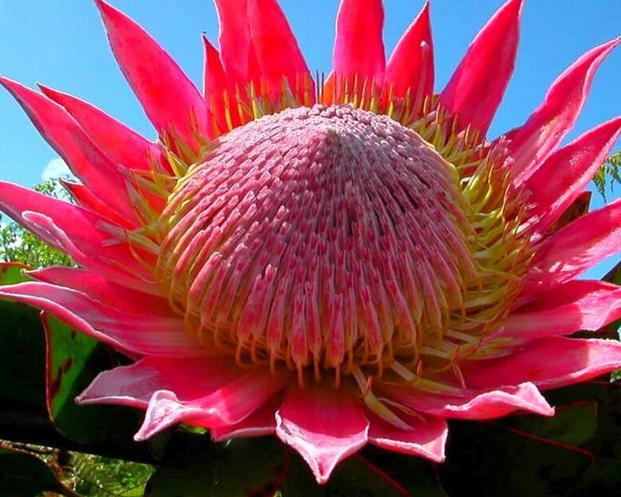 Розовый цветок кактуса