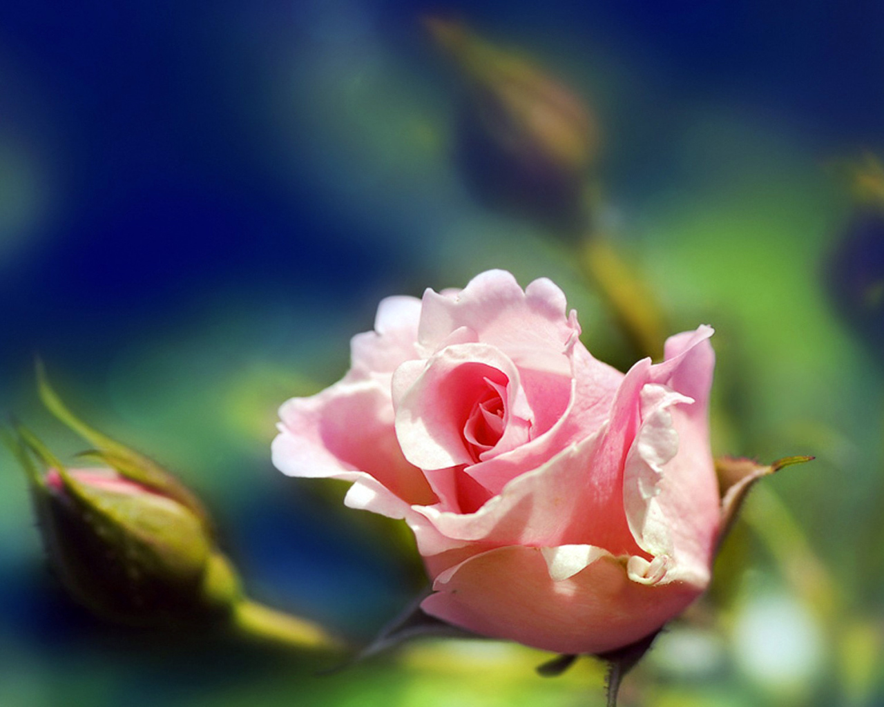 Розовая роза на размытом фоне