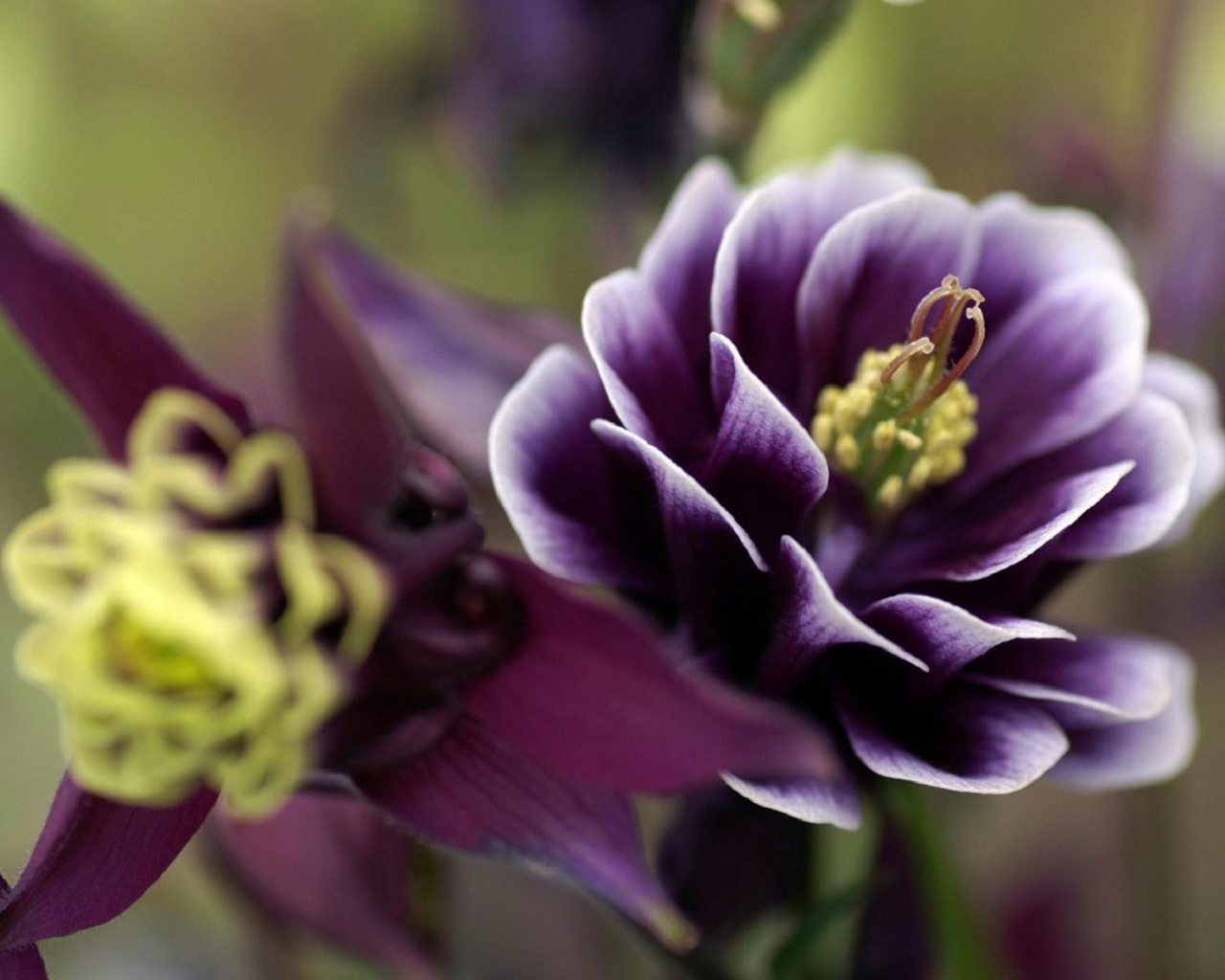 Фиолетовые цветы с желтыми пестиками