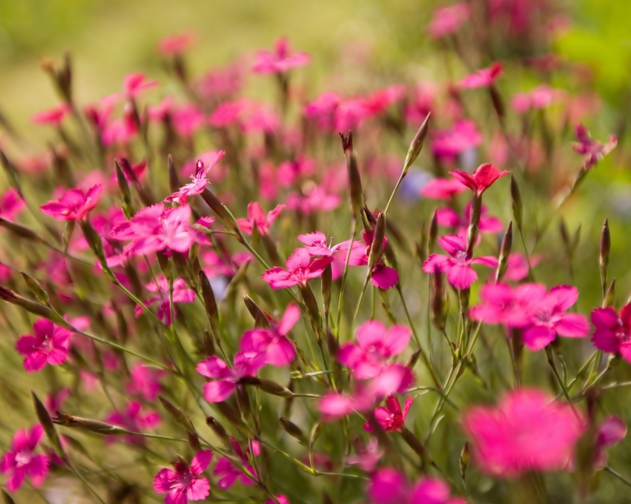 Фиолетовые полевые цветы