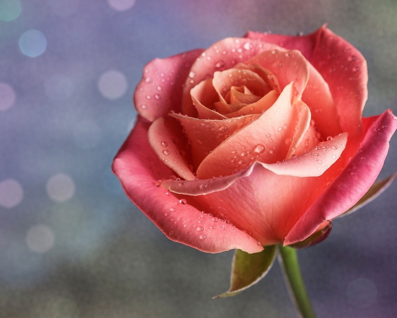 Капли дождя на розе