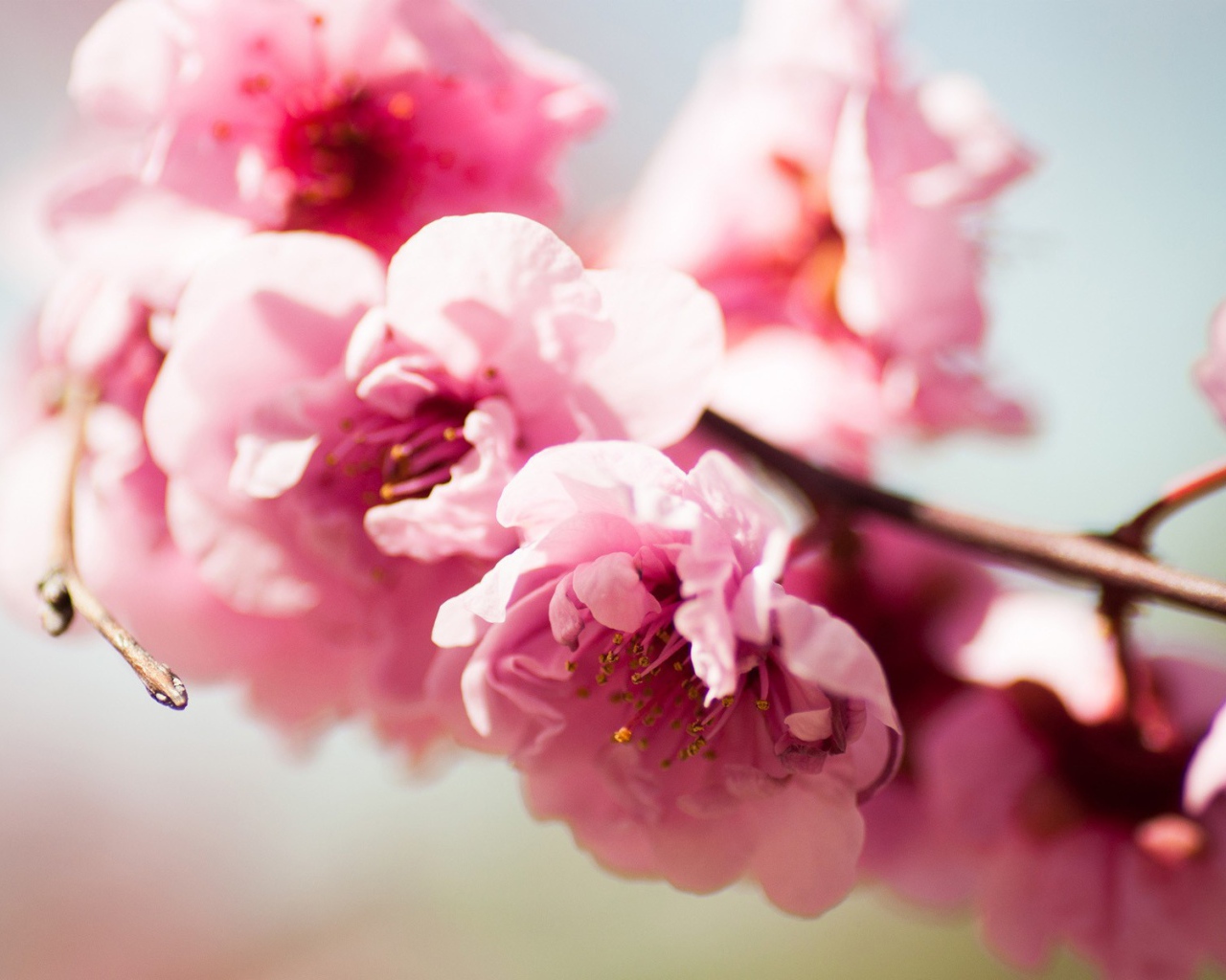 Розовое Весеннее цветение