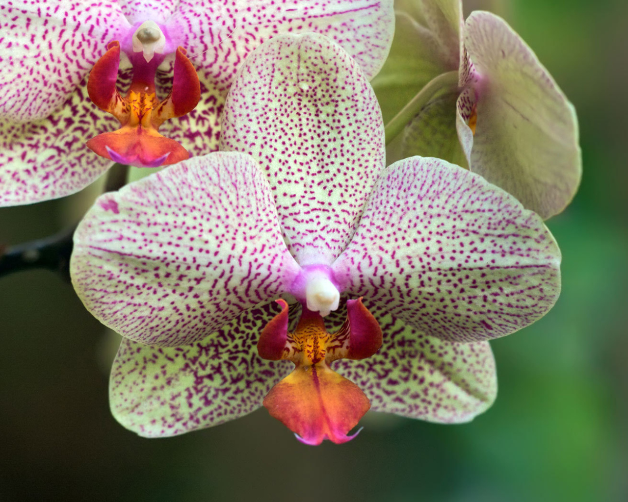 Пятнистая орхидея