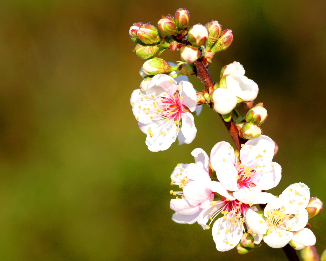Весенние нежные цветы