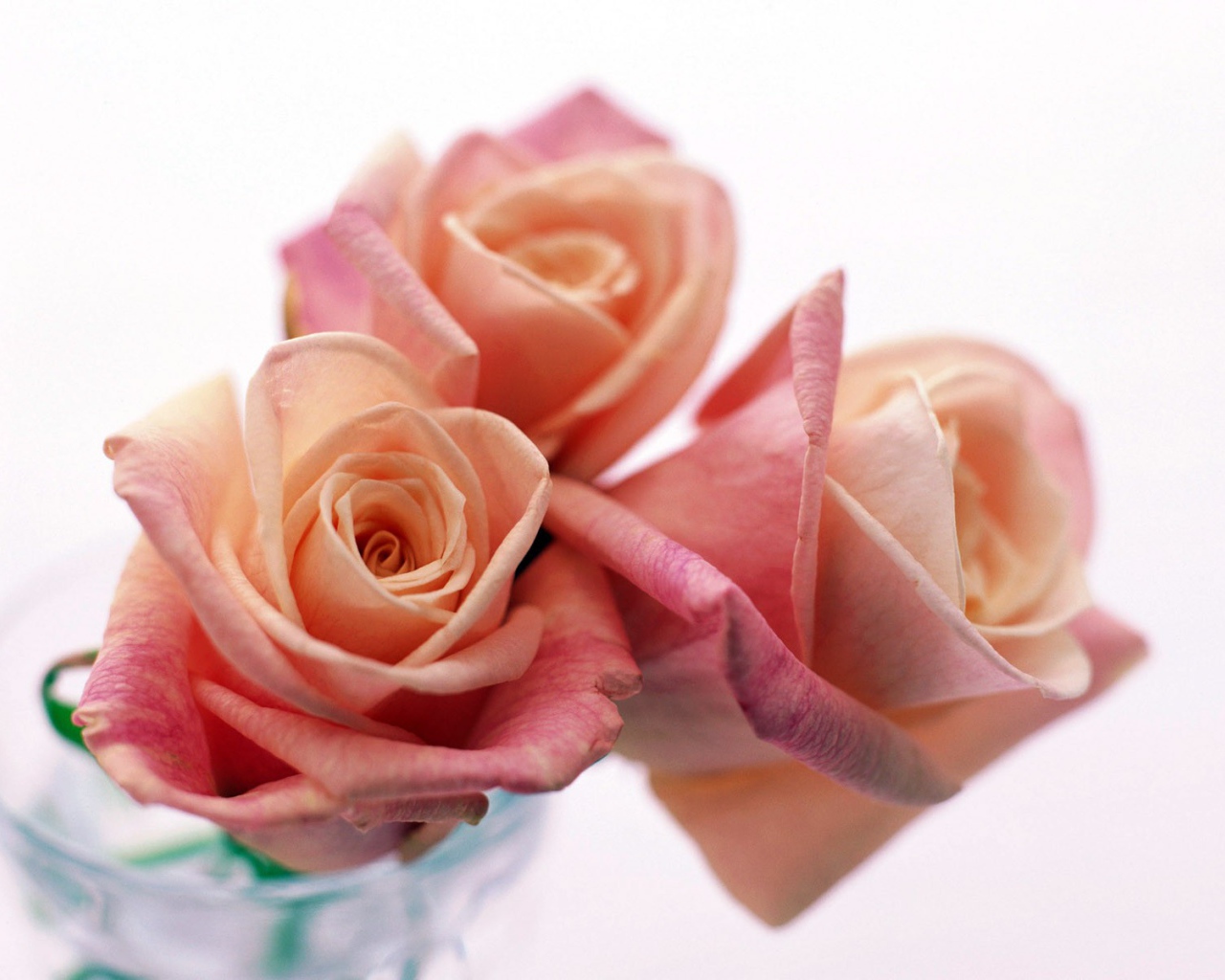 	 Three beautiful roses