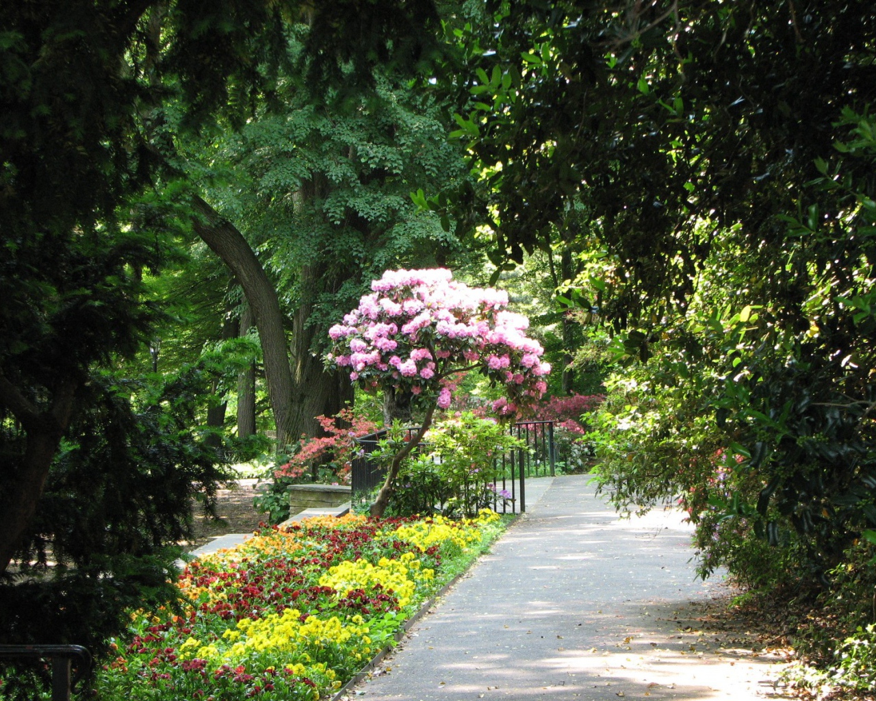 Дерево с розовыми цветами в парке