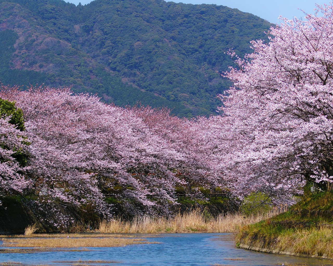 Деревья в белом цвету