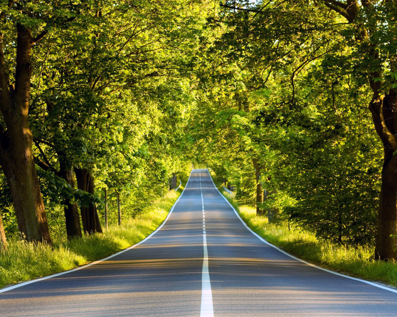 Хорошая дорога через зеленый лес