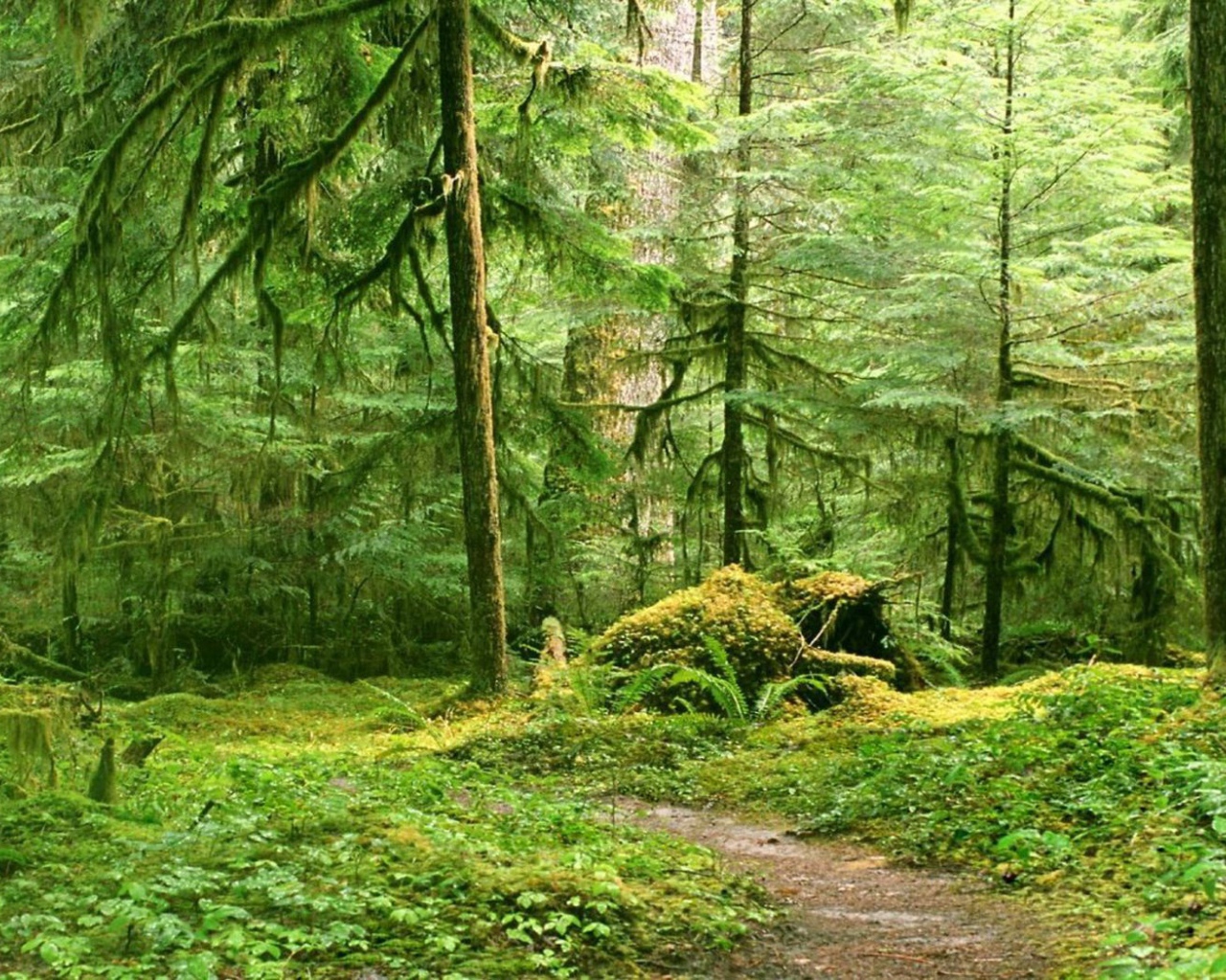 Тропинка в глухом лесу