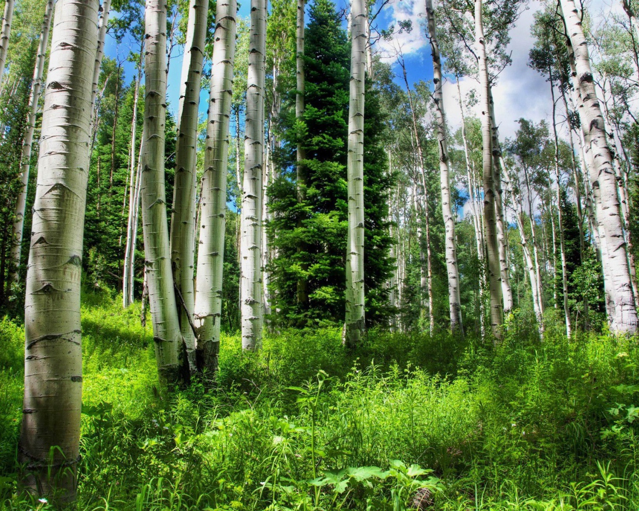 Березовый лес летом