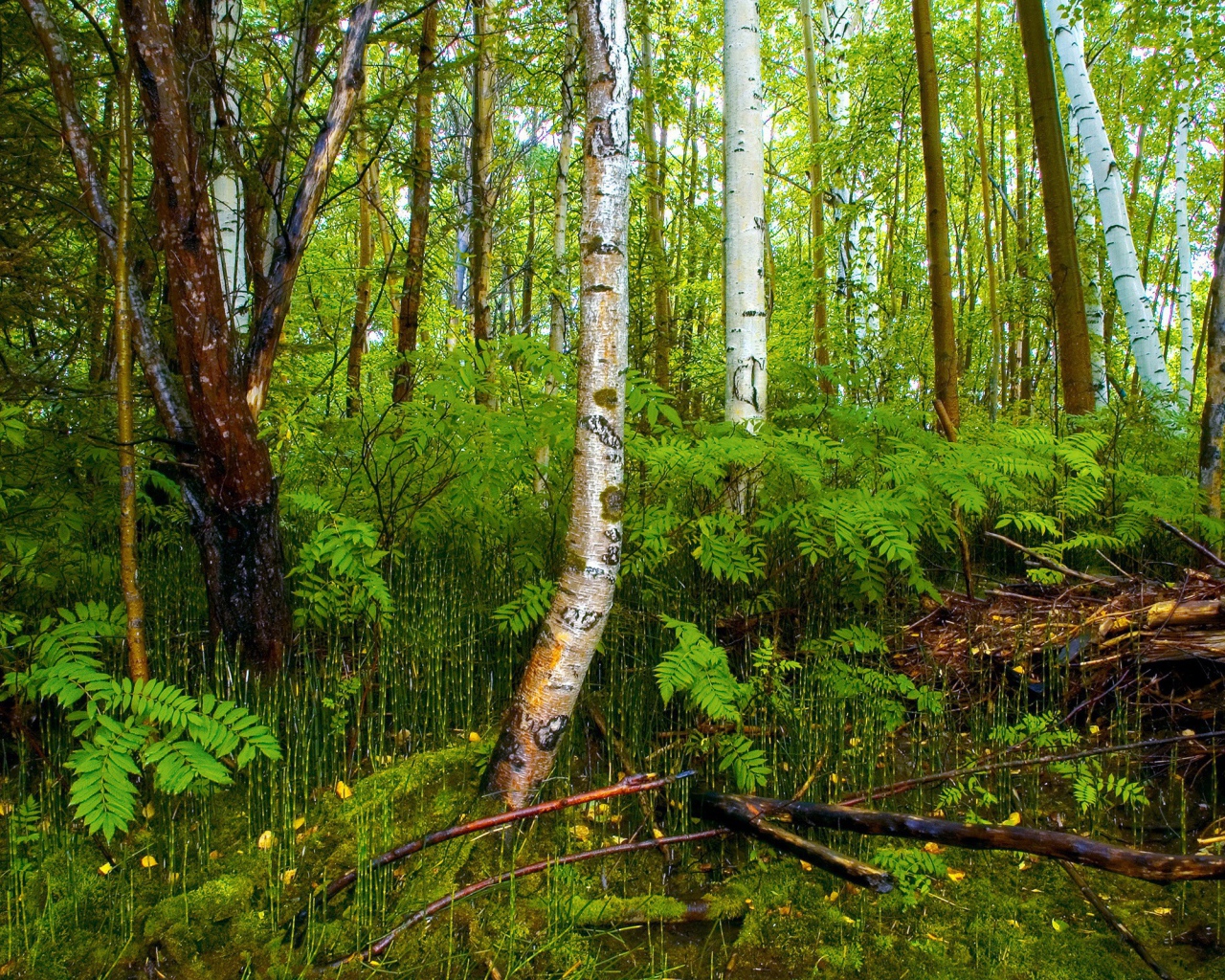 Березовый лес на болоте