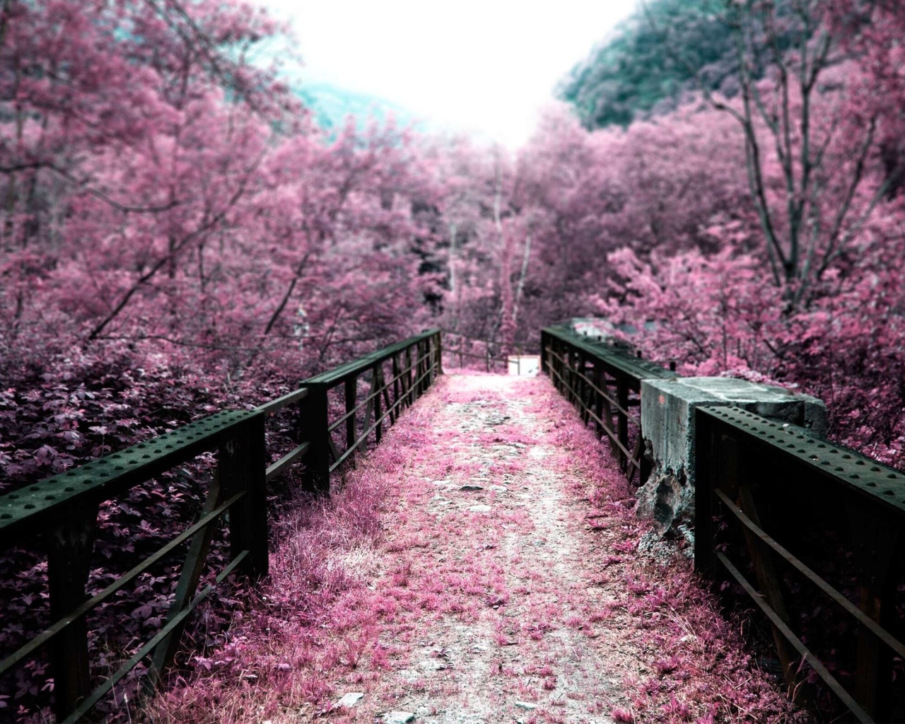 Вишневый сад