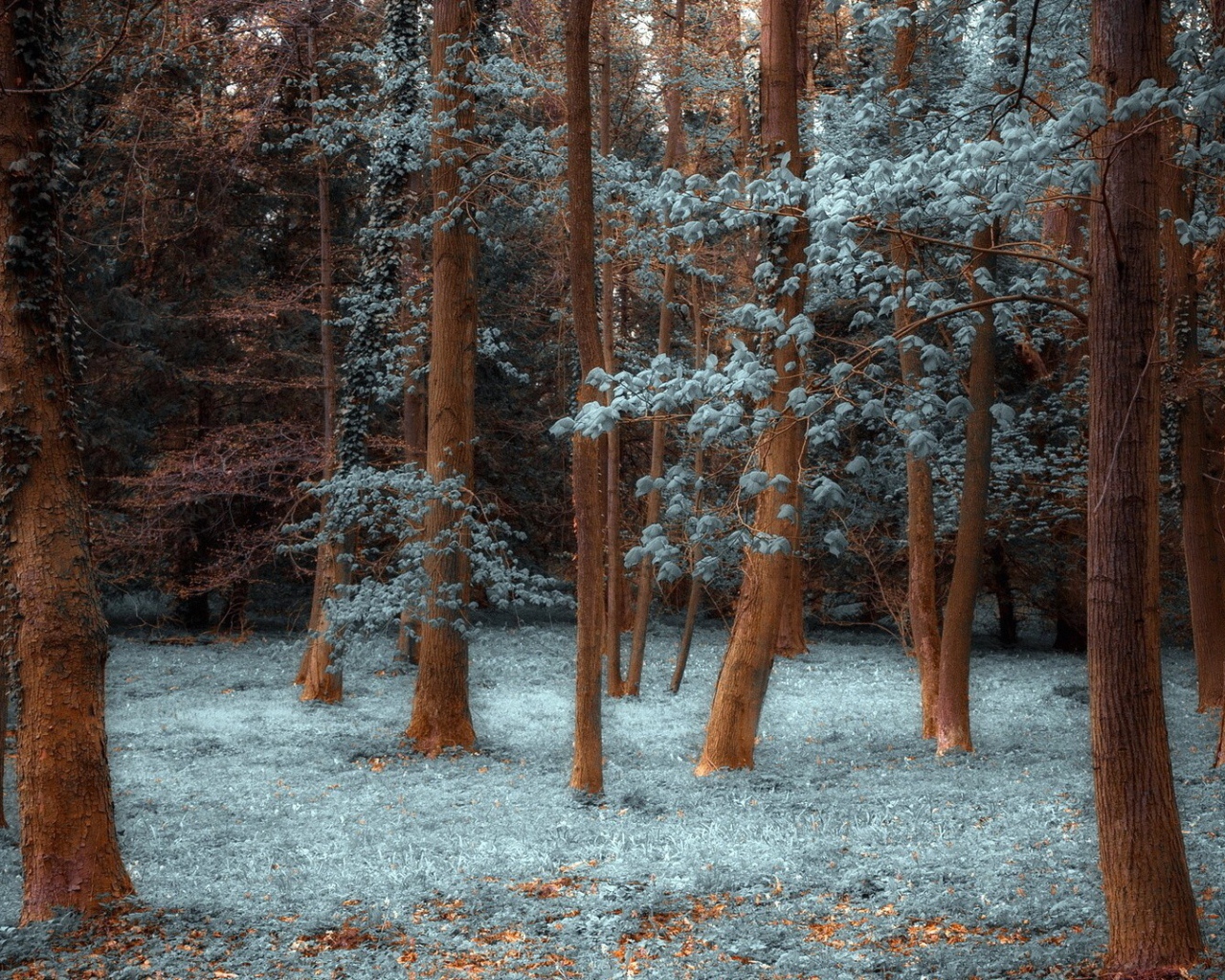 Лес покрытый инеем