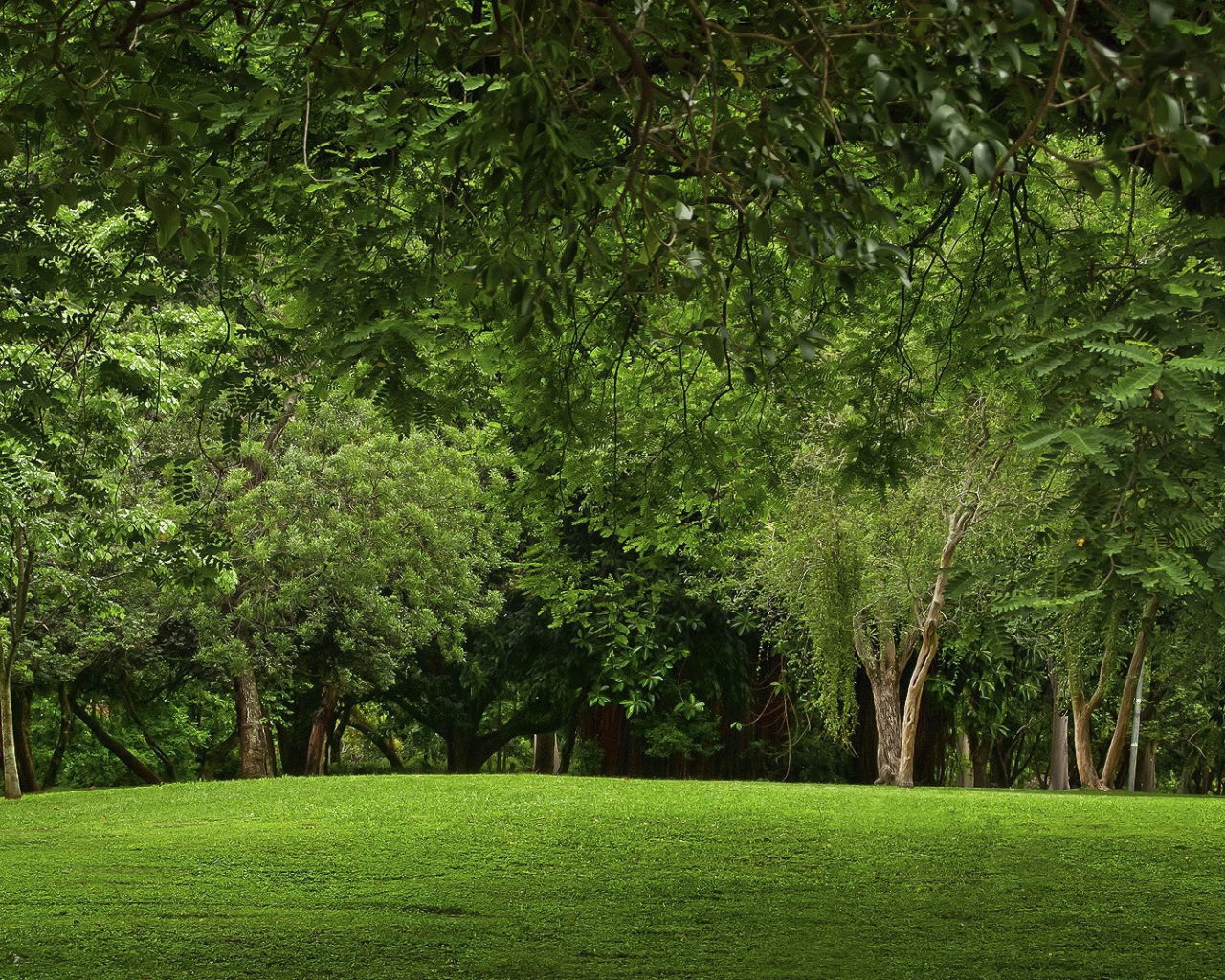 Зеленая природа парка