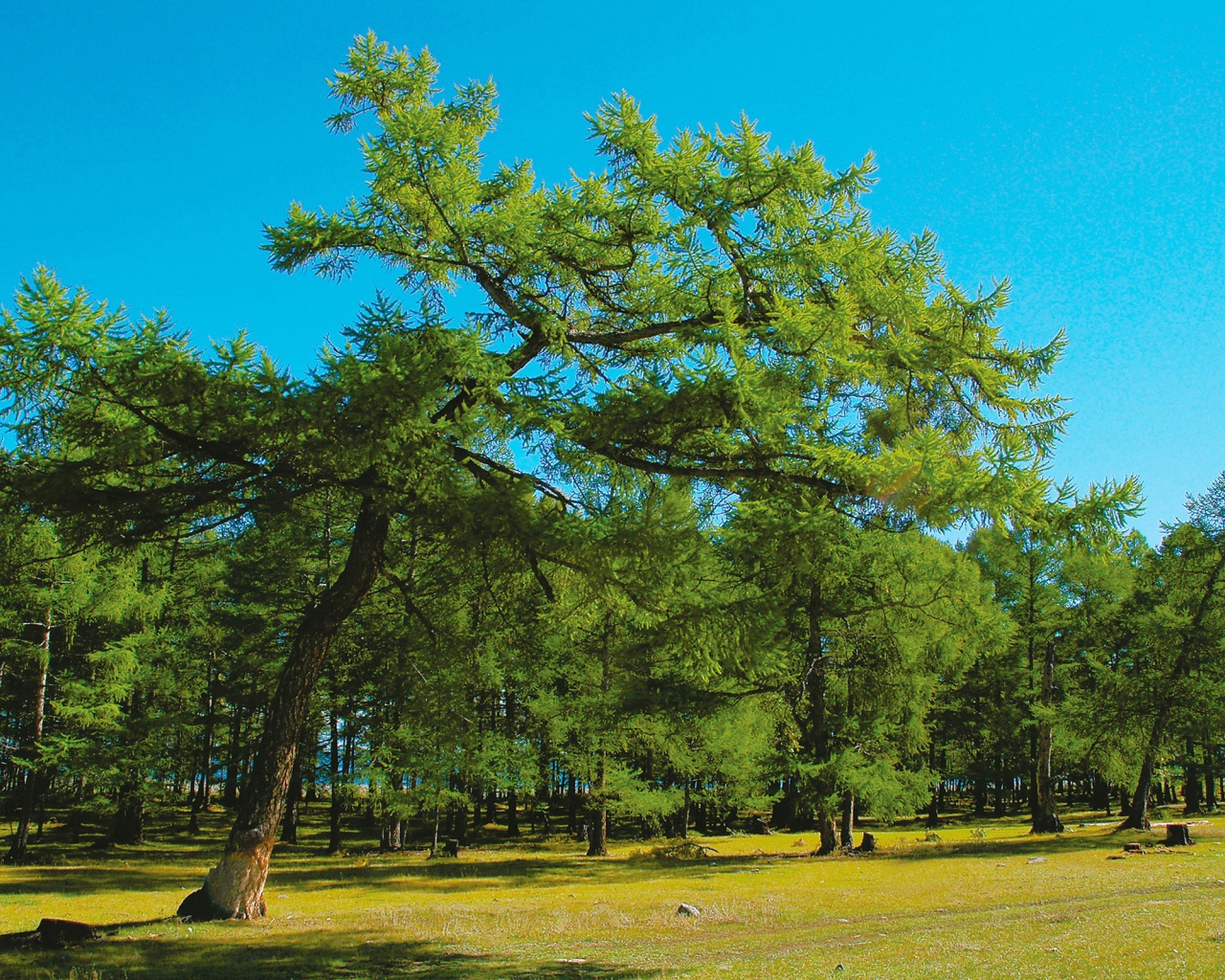 Парк больших деревьев