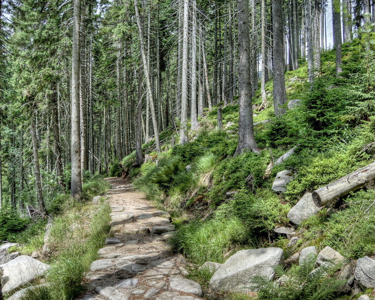 Каменная дорога в лесу