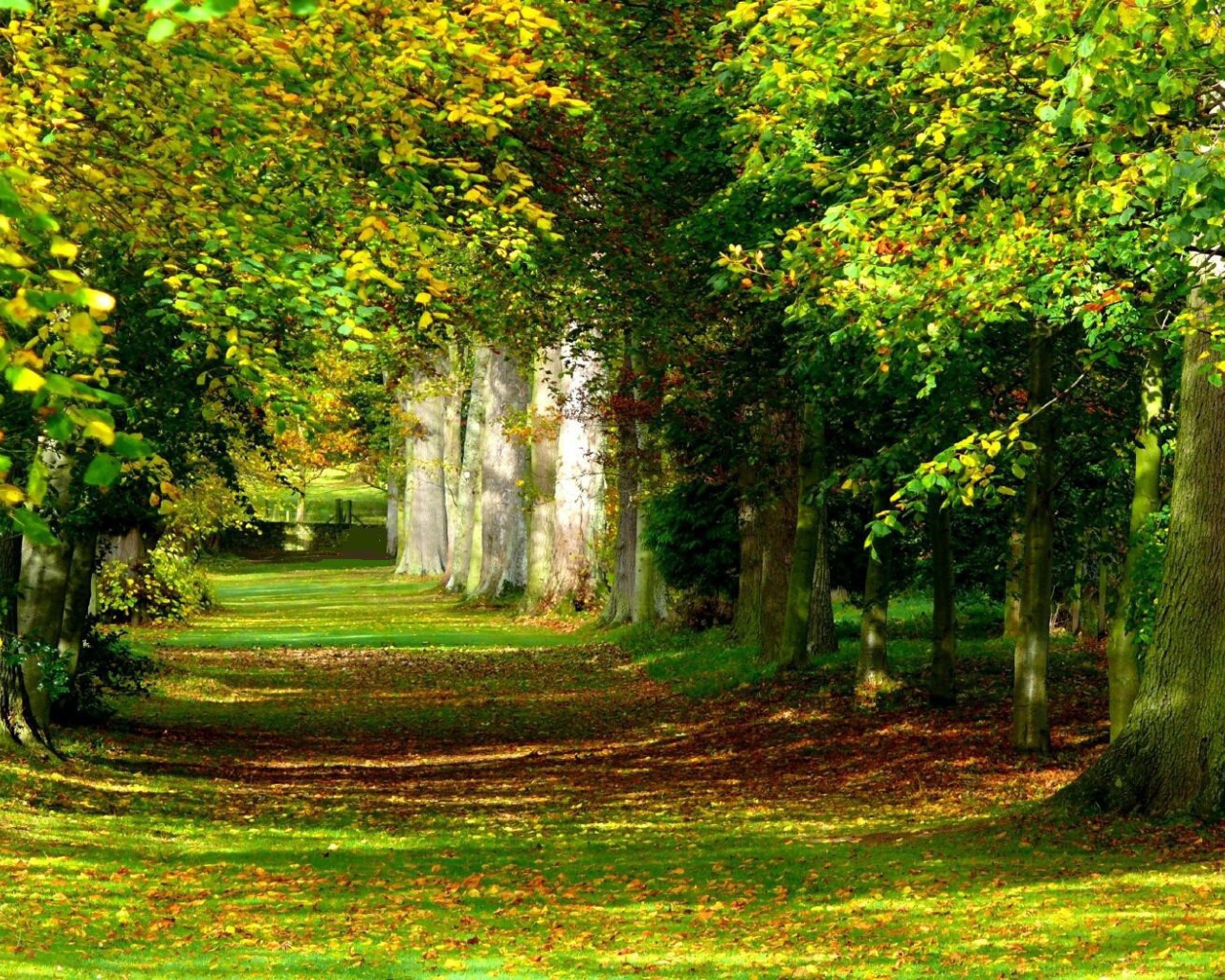 Солнечный лес