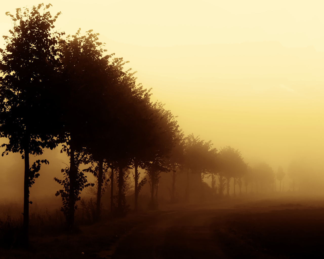 Деревья вдоль дороги