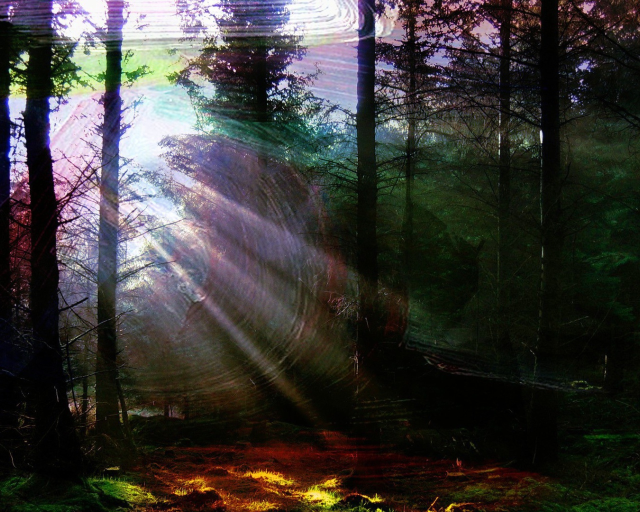 Лес в солнечной паутине