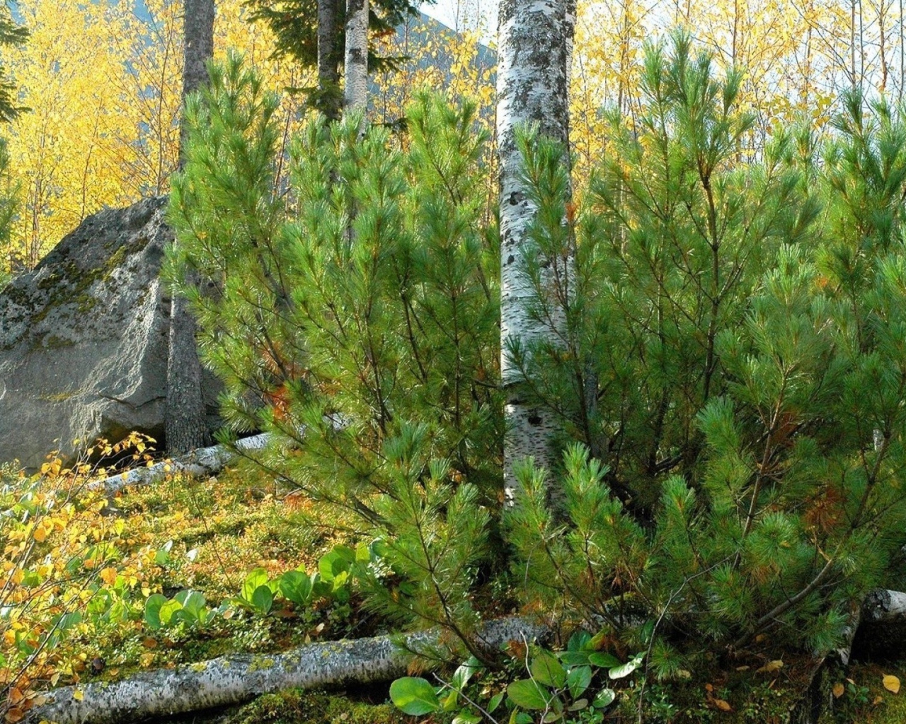 Лесной пейзаж с камнем