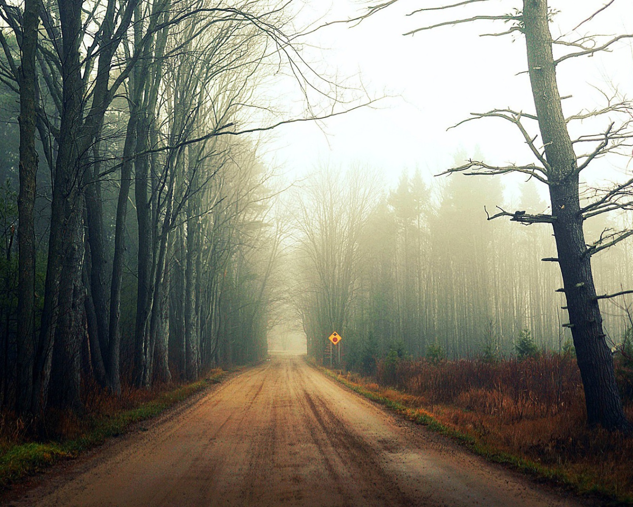 Туман на лесной дороге