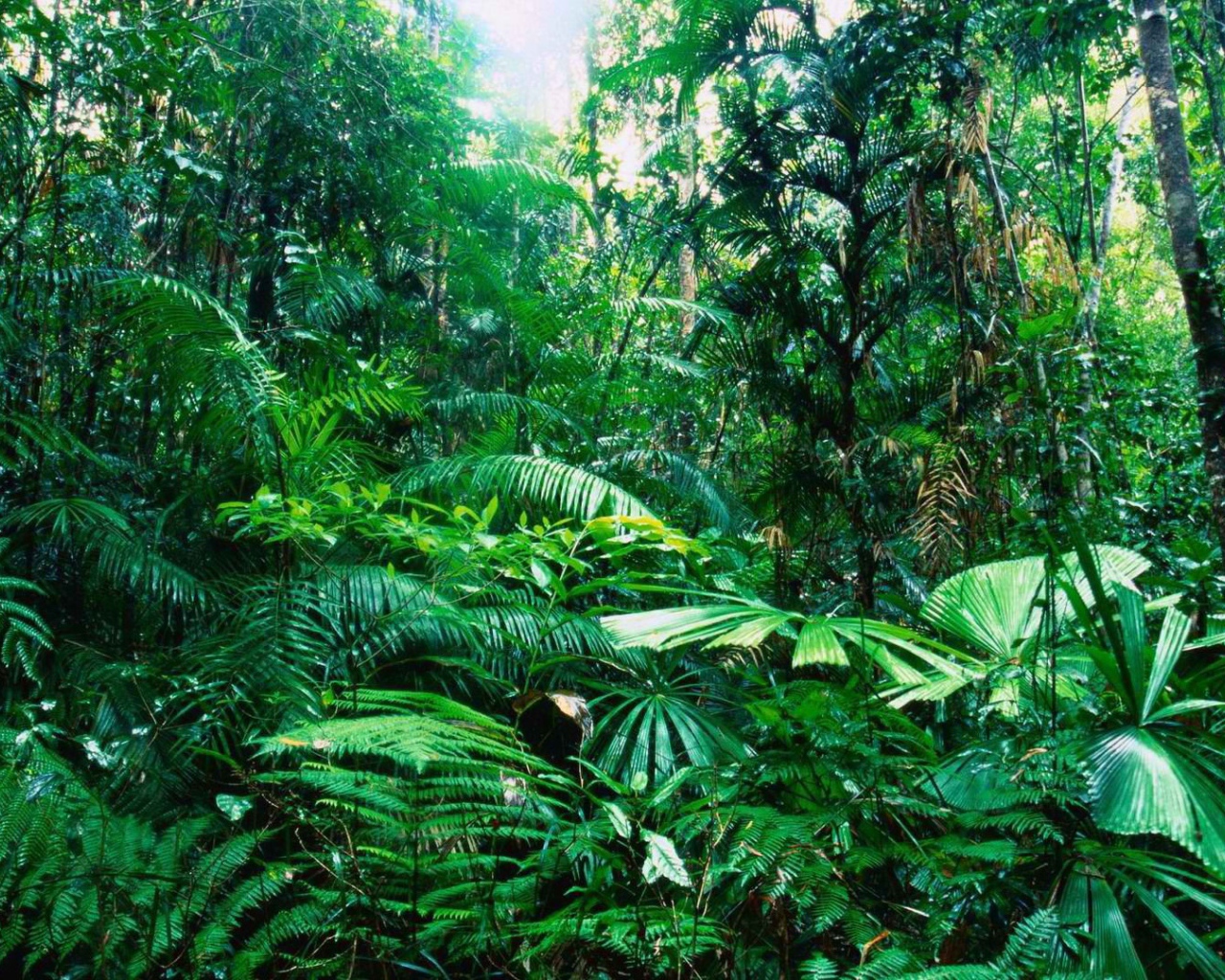 Тропический лес Австралии