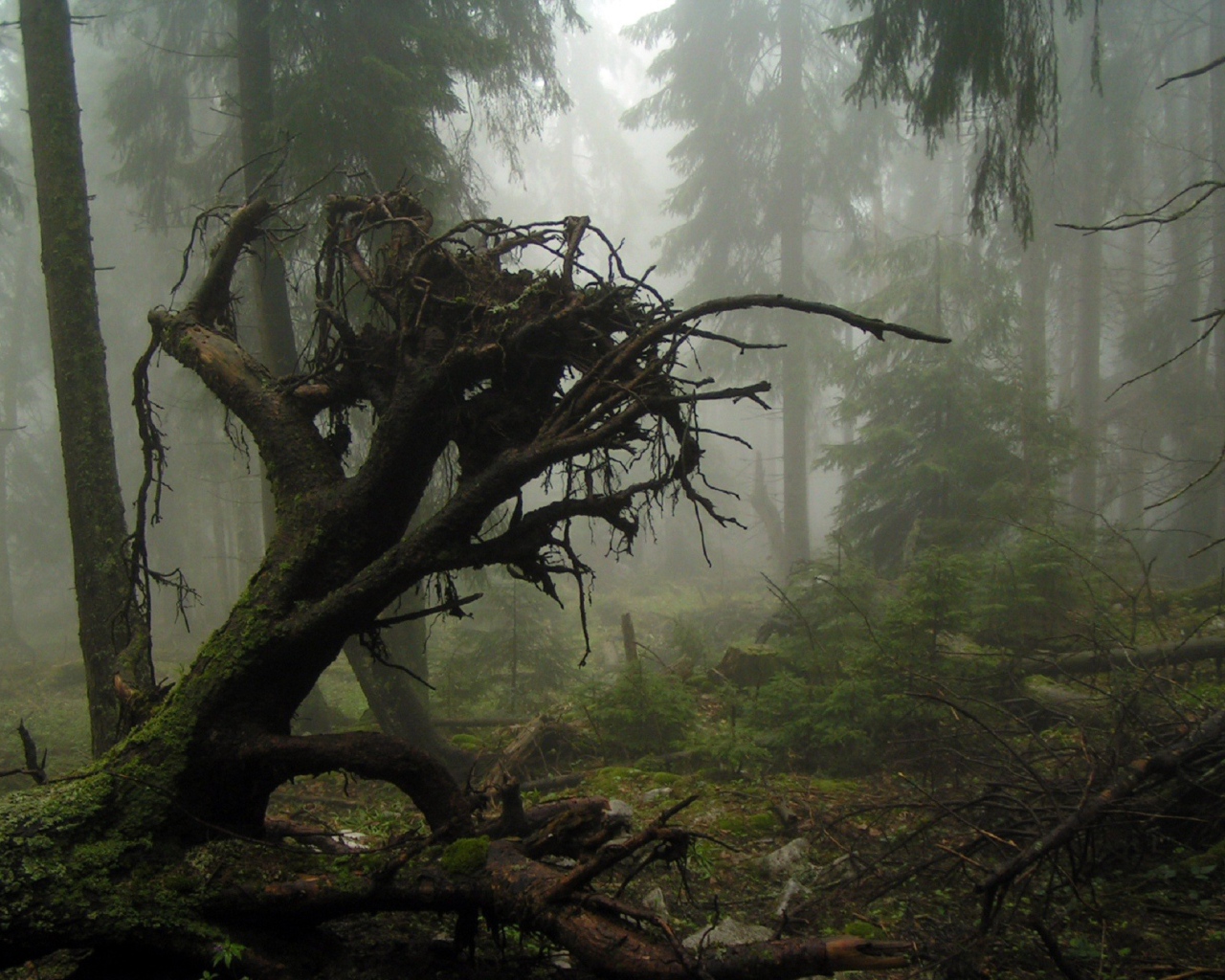 Корни упавшего дерева