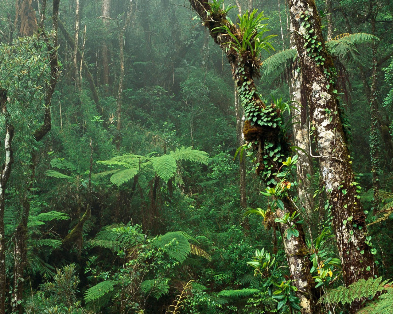 Зеленый Тропический лес