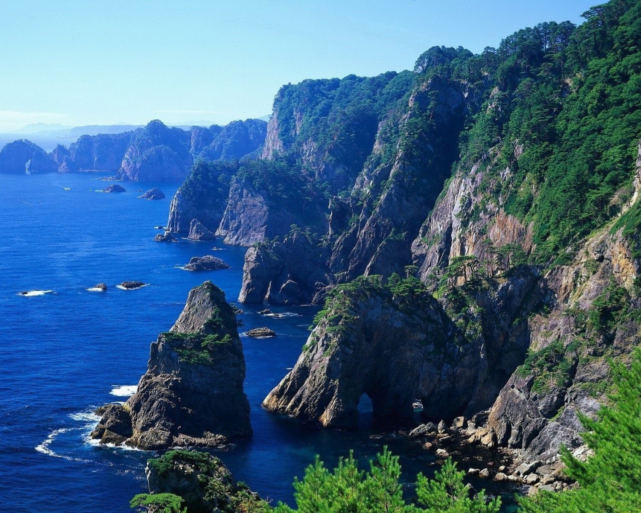 На скалах растет лес