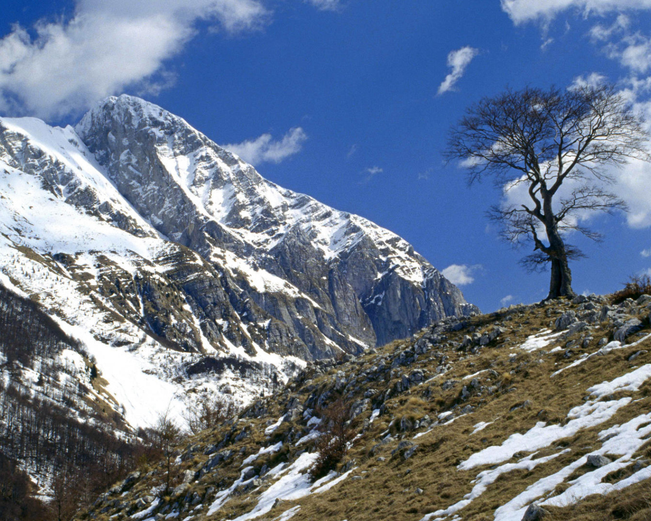 Одинокое дерево на горе