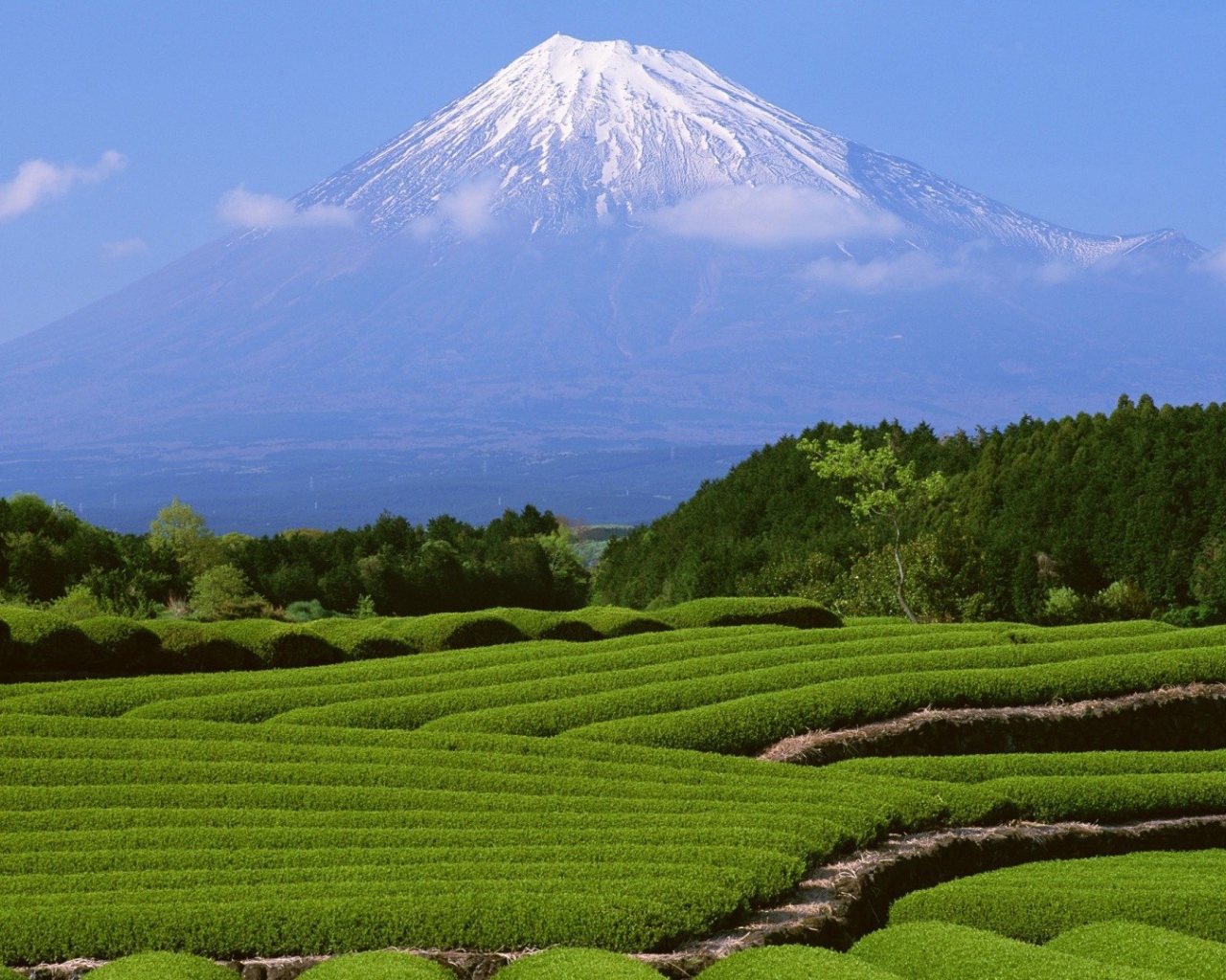 Гора Фуджи и чайные плантации