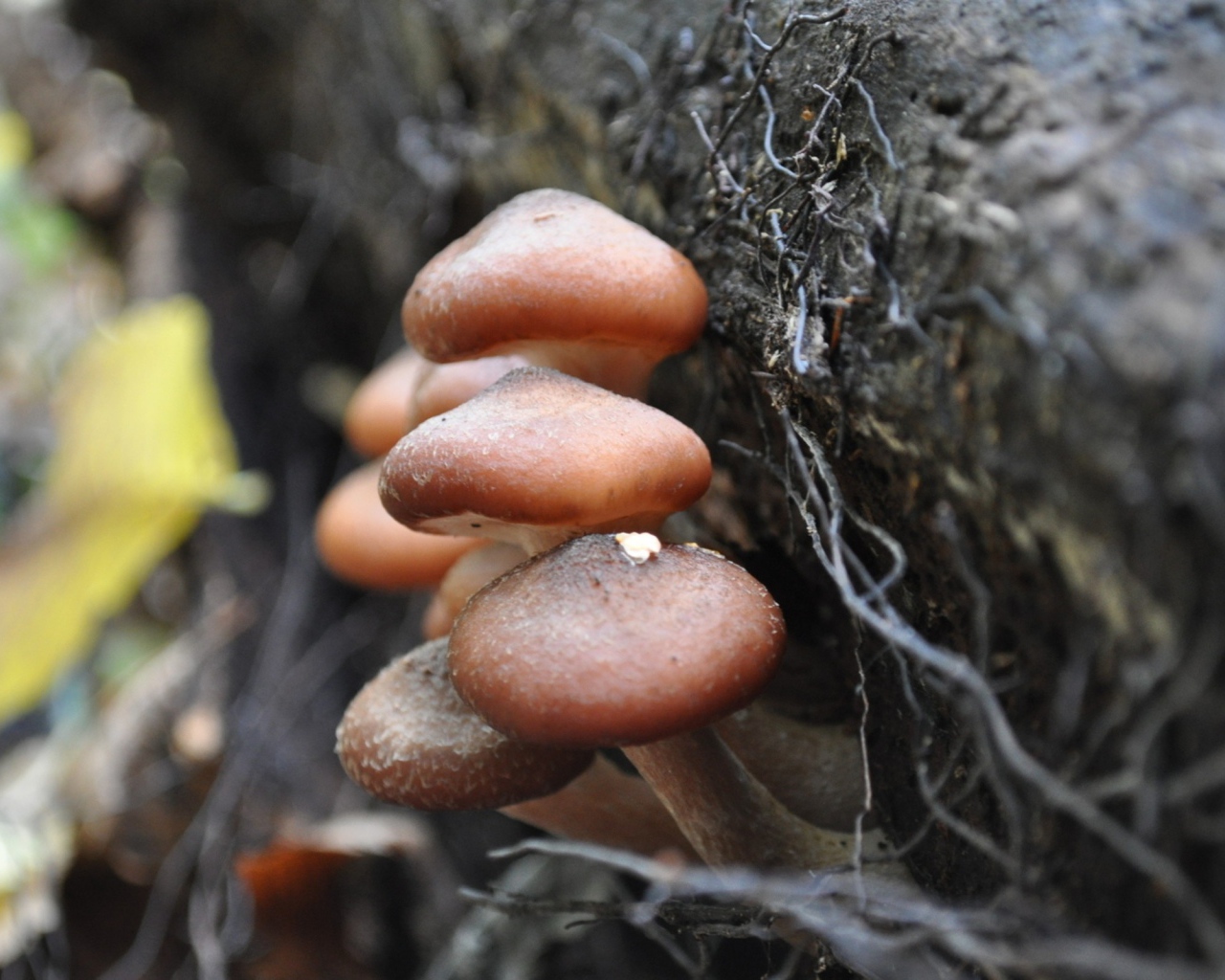 Грибы опята