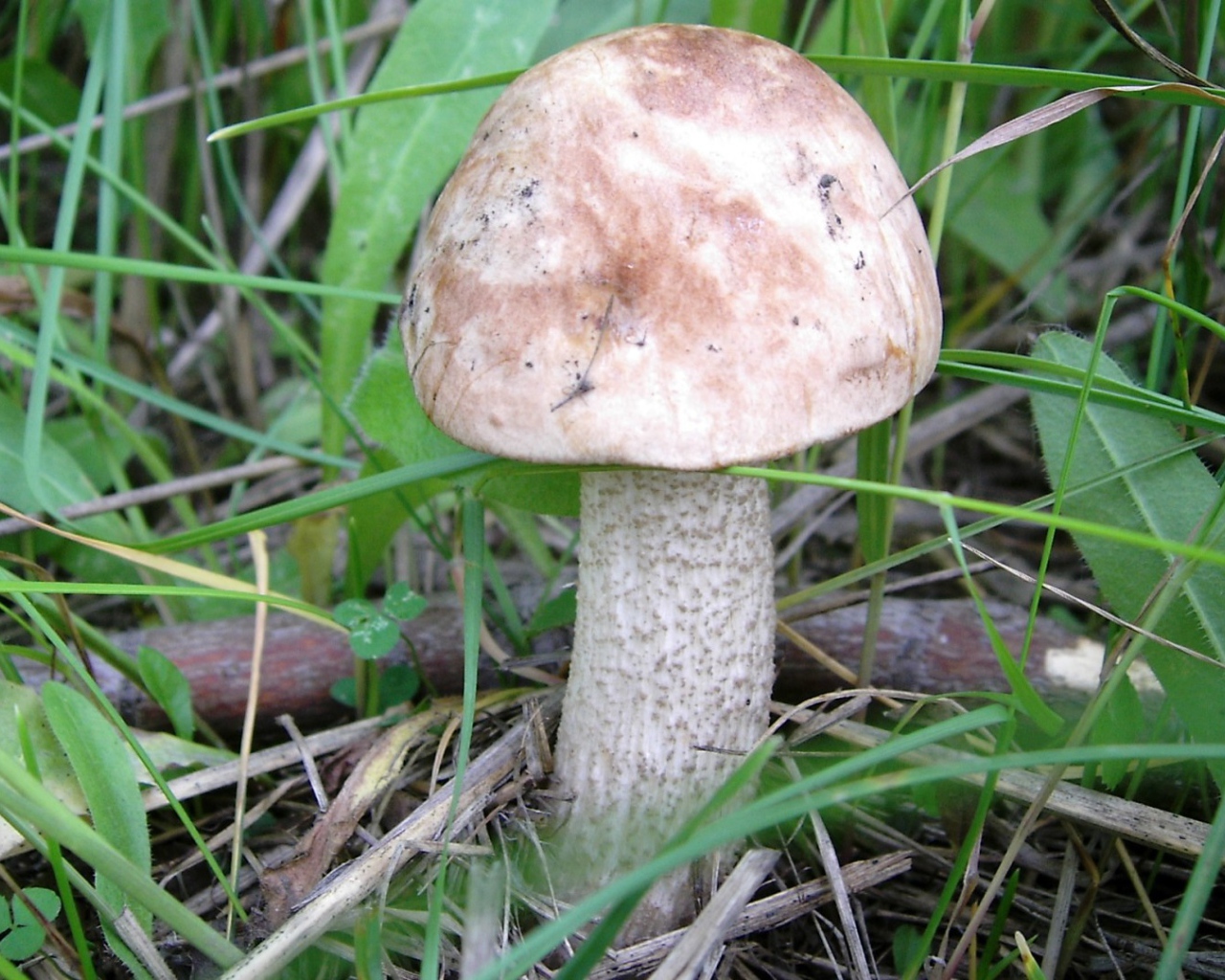 Осенний Гриб подберезовик