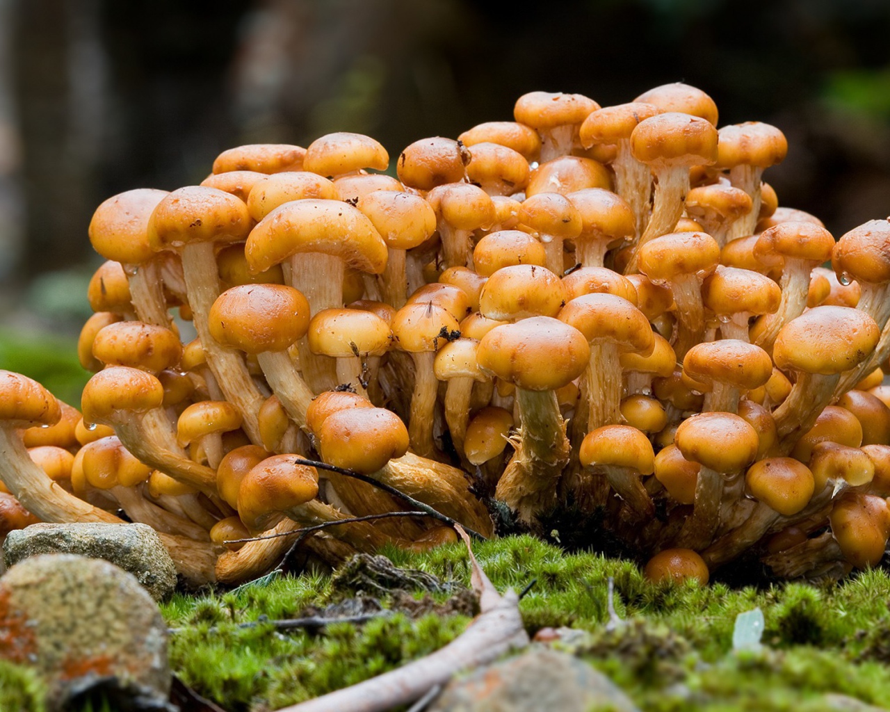 Семейка опят