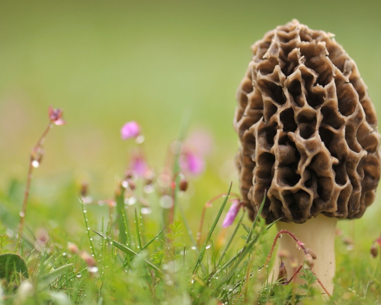 Гриб сморчок