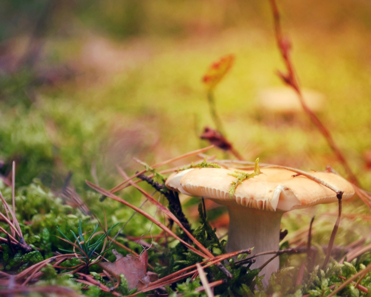 Гриб сыроежка